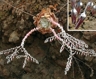 Dudleya pulverulenta