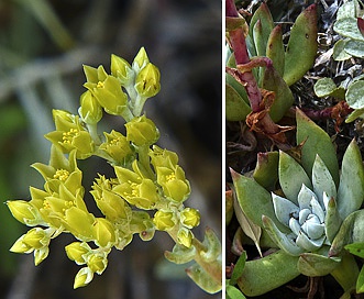 Dudleya traskiae