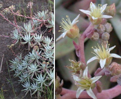 Dudleya virens