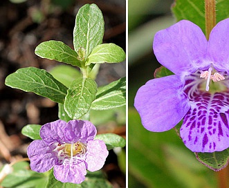 Dyschoriste oblongifolia