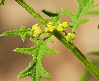 Dysphania graveolens