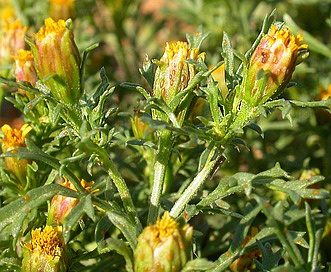 Dyssodia papposa