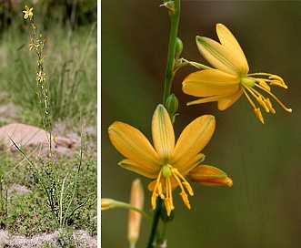 Echeandia flavescens