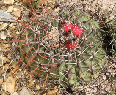 Echinocactus texensis