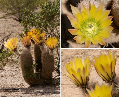 Echinocereus dasyacanthus