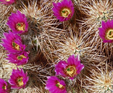 Echinocereus engelmannii