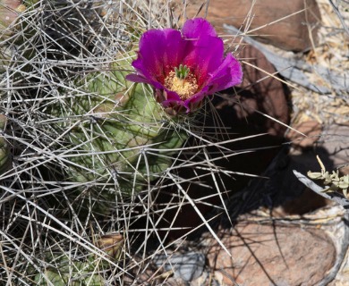 Echinocereus enneacanthus