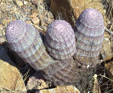 Echinocereus pectinatus