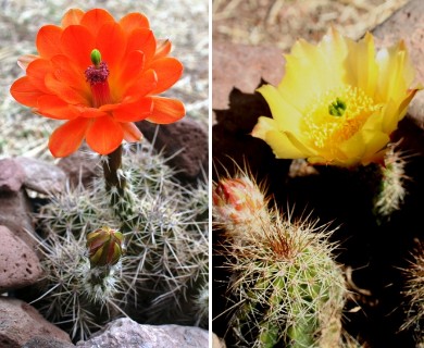 Echinocereus polyacanthus