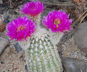 Echinocereus reichenbachii