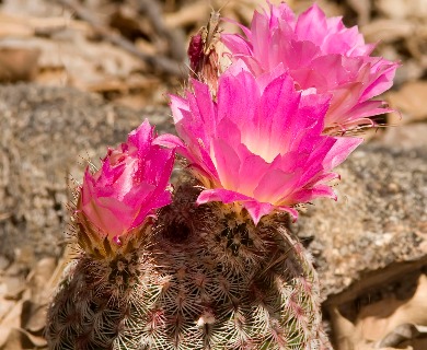 Echinocereus rigidissimus