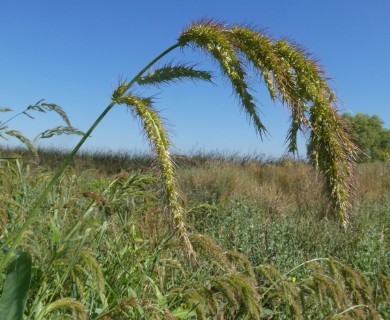 Echinochloa crus-pavonis