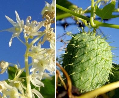 Echinocystis lobata