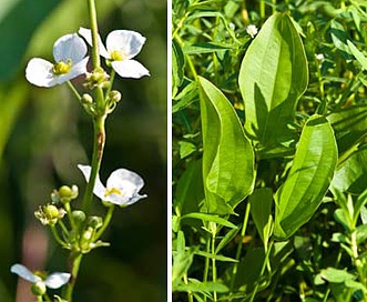 Echinodorus cordifolius