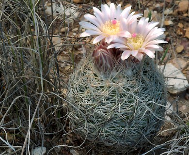 Echinomastus intertextus