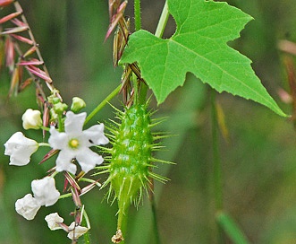 Echinopepon wrightii