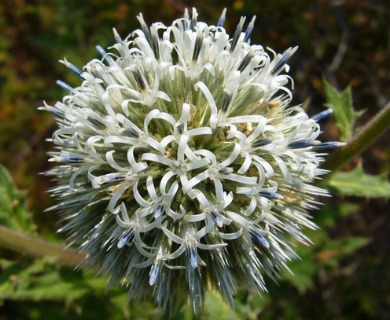 Echinops sphaerocephalus