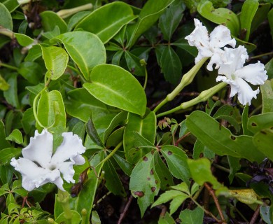 Echites umbellatus