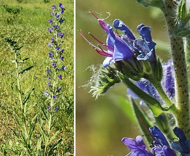 Echium vulgare