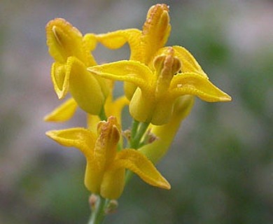 Ehrendorferia chrysantha