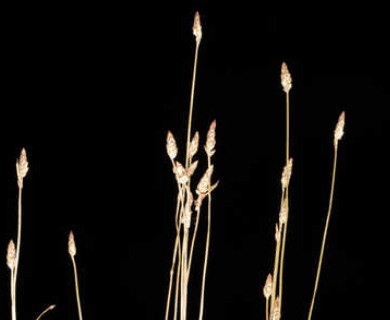 Eleocharis brittonii