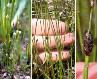 Eleocharis elliptica