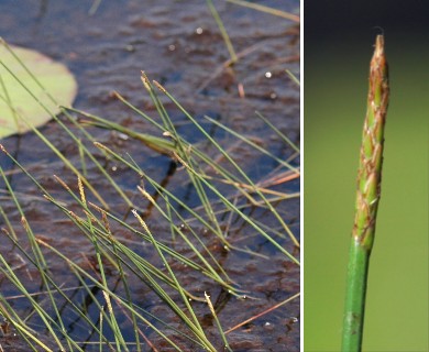 Eleocharis elongata