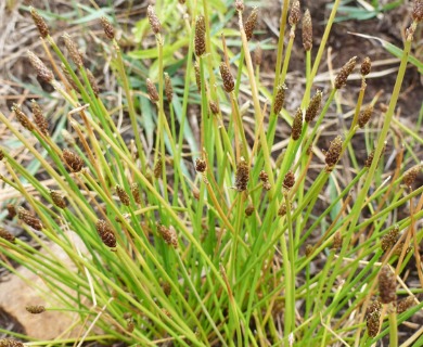 Eleocharis engelmannii