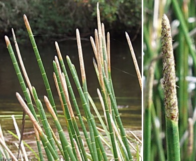 Eleocharis equisetoides