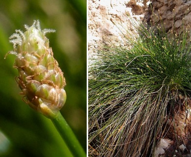 Eleocharis geniculata