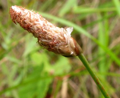 Eleocharis melanocarpa