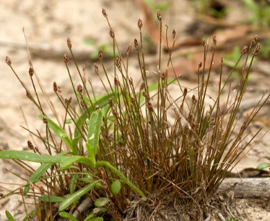 Eleocharis microcarpa