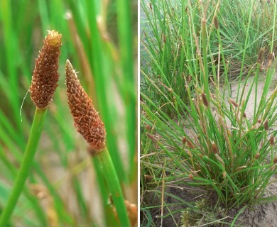 Eleocharis montana