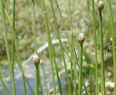 Eleocharis obtusa