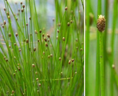 Eleocharis ovata