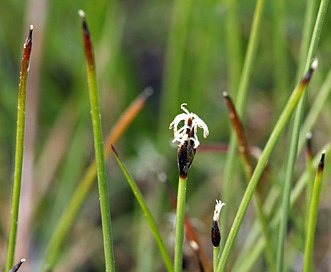 Eleocharis quinqueflora