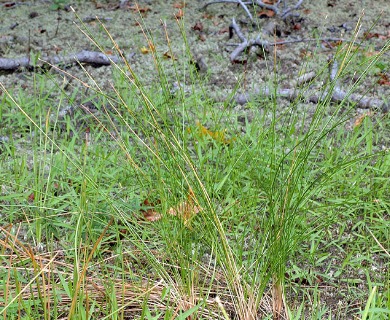 Eleocharis tricostata