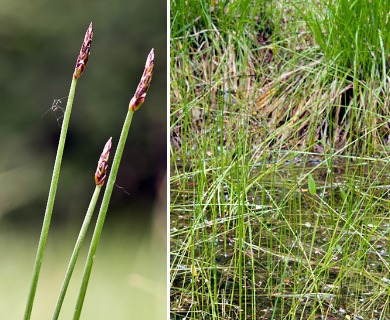 Eleocharis uniglumis