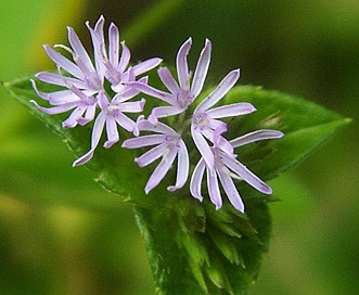 Elephantopus tomentosus