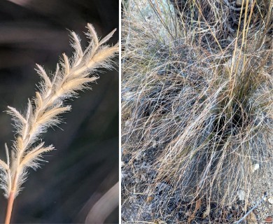 Elionurus barbiculmis