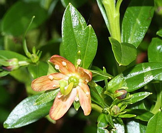 Elliottia pyroliflora