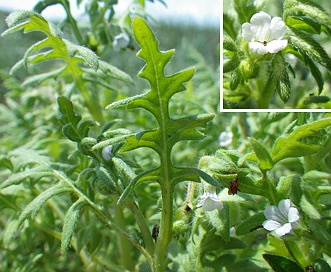 Ellisia nyctelea