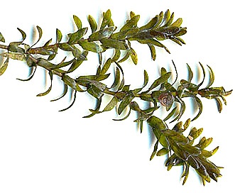 Elodea canadensis