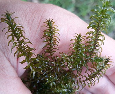 Elodea nuttallii