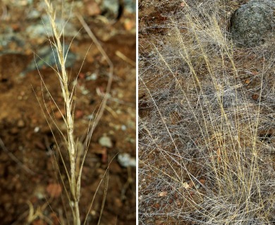 Elymus X hansenii