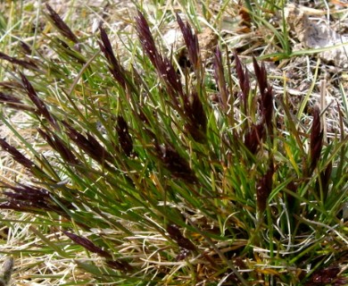 Elymus alaskanus