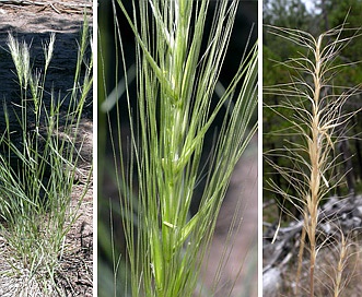 Elymus elymoides