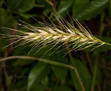 Elymus glabriflorus