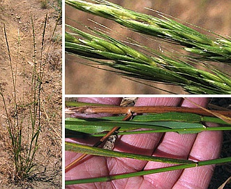 Elymus glaucus