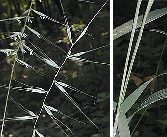 Elymus hystrix